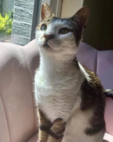 Despina, verschmuste Traumkatze, ca. 2 Jahre