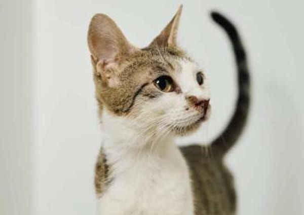 Despina, verschmuste Traumkatze, ca. 2 Jahre