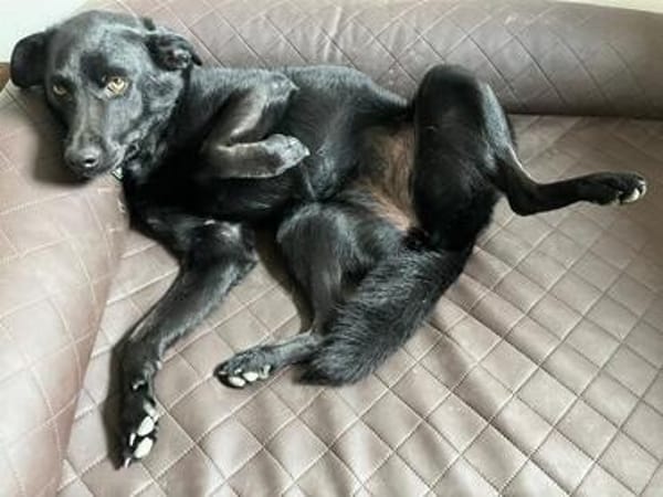Ellie, sportliche Hündin, ca. 5 Jahre