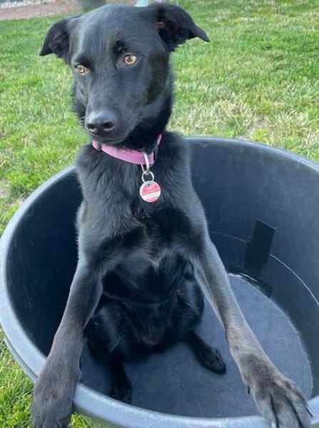 Ellie, sportliche Hündin, ca. 5 Jahre