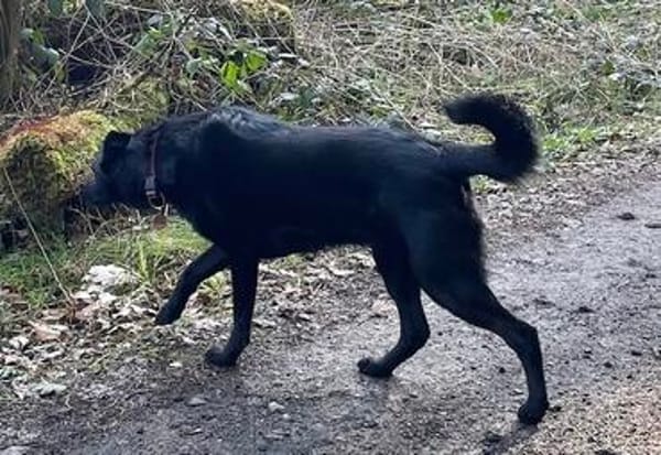 Ellie, sportliche Hündin, ca. 5 Jahre