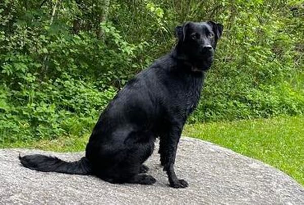 Ellie, sportliche Hündin, ca. 5 Jahre
