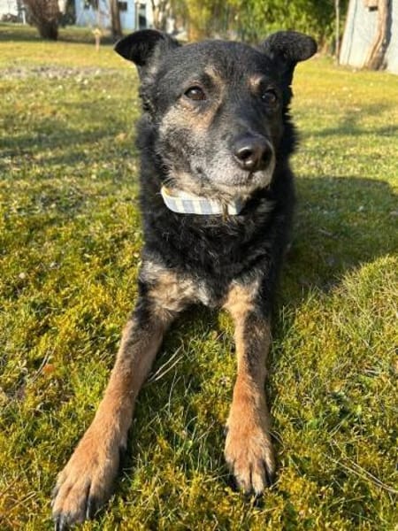 Dante, liebenswerter Rüde, 7 Jahre