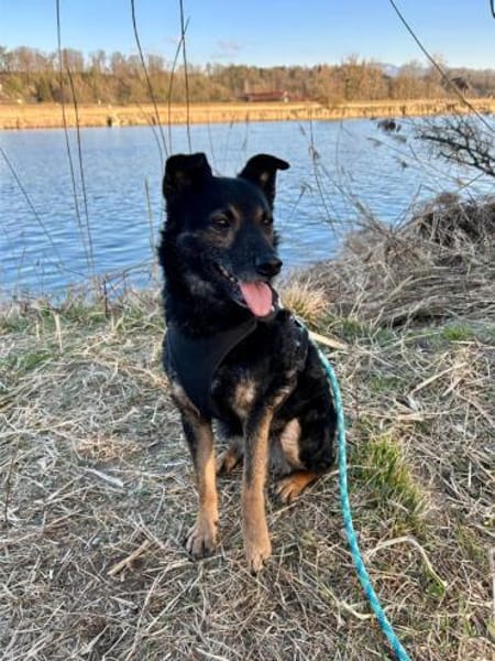 Dante, liebenswerter Rüde, 7 Jahre