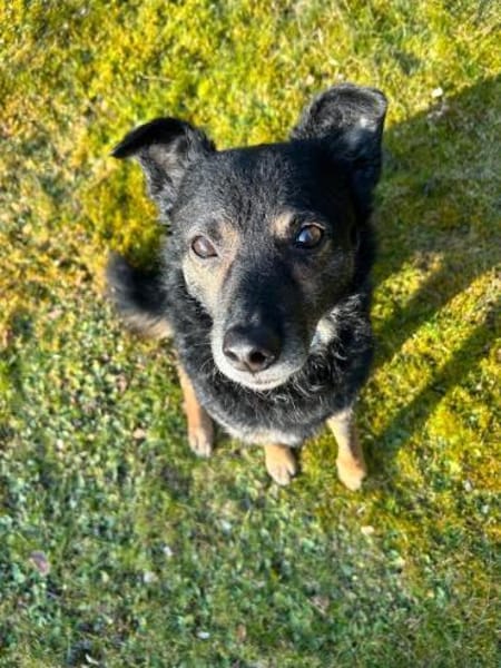 Dante, liebenswerter Rüde, 7 Jahre