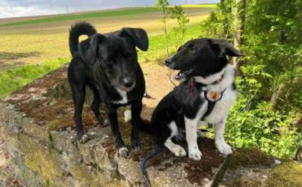 Körbchen gesucht für Kimba