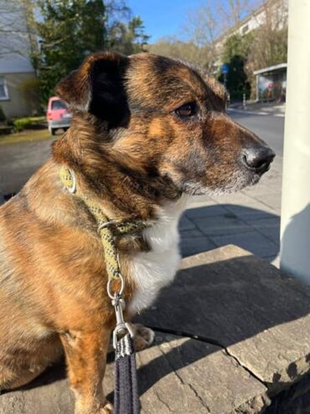 Sam sucht dringend ein neues Zuhause