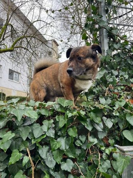 Sam sucht dringend ein neues Zuhause