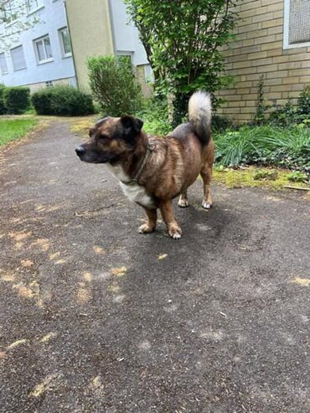 Sam sucht dringend ein neues Zuhause