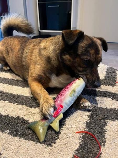 Sam sucht dringend ein neues Zuhause
