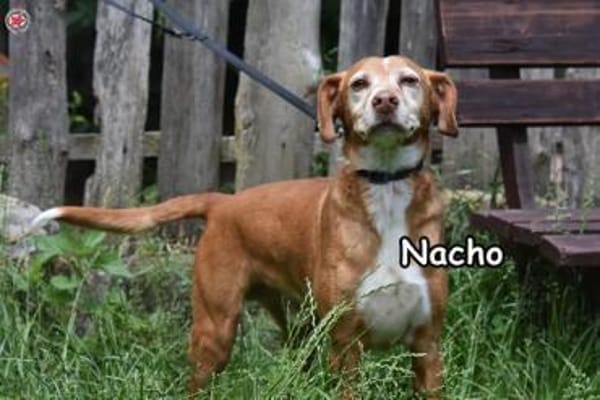 NACHO
