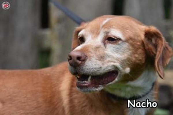 NACHO