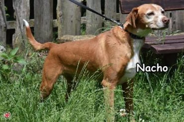 NACHO
