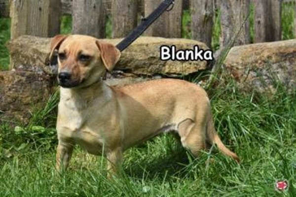 BLANKA