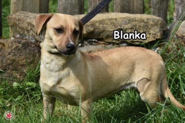 BLANKA