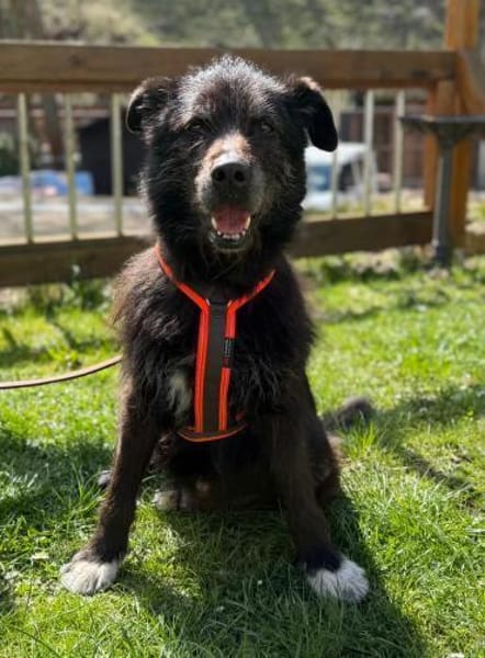 Drago - Hundeopi sucht Dich