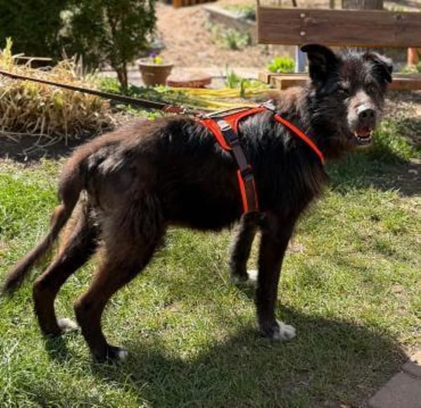 Drago - Hundeopi sucht Dich