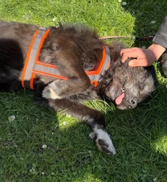 Drago - Hundeopi sucht Dich