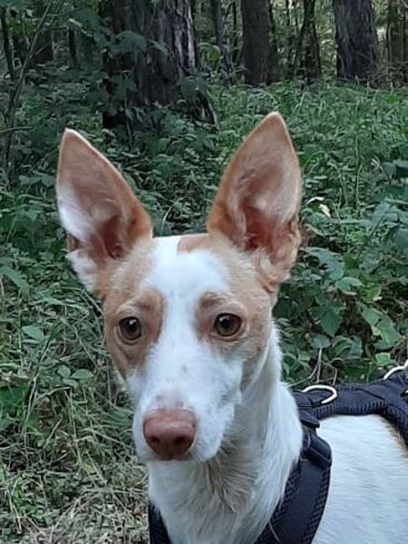 Podencamädchen Chira sucht ihr Zuhause