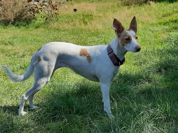 Podencamädchen Chira sucht ihr Zuhause