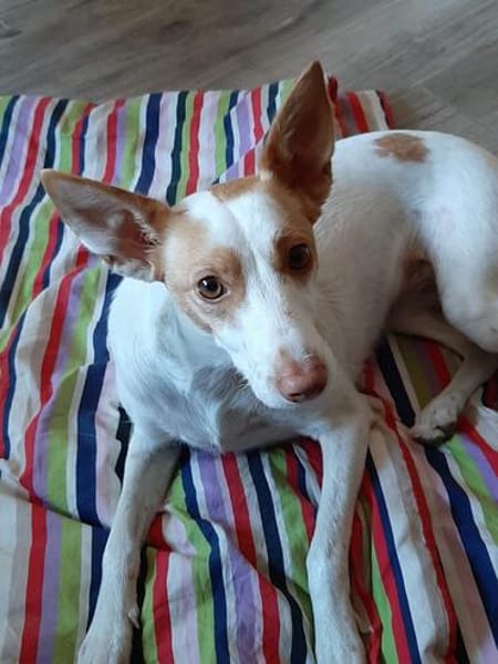 Podencamädchen Chira sucht ihr Zuhause