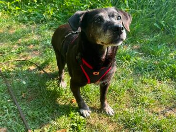 Small Ira, ruhige Hundeomi, ca. 16 Jahre