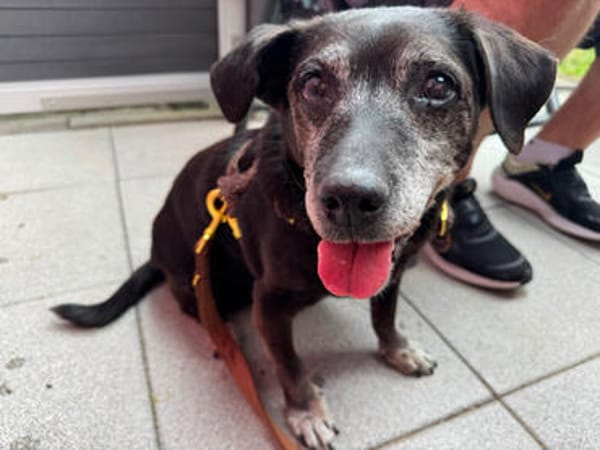 Small Ira, ruhige Hundeomi, ca. 16 Jahre