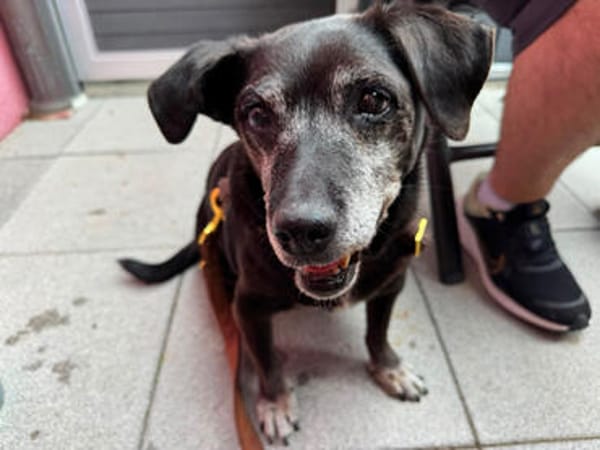 Small Ira, ruhige Hundeomi, ca. 16 Jahre