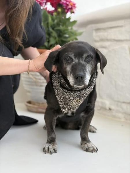 Small Ira, ruhige Hundeomi, ca. 16 Jahre