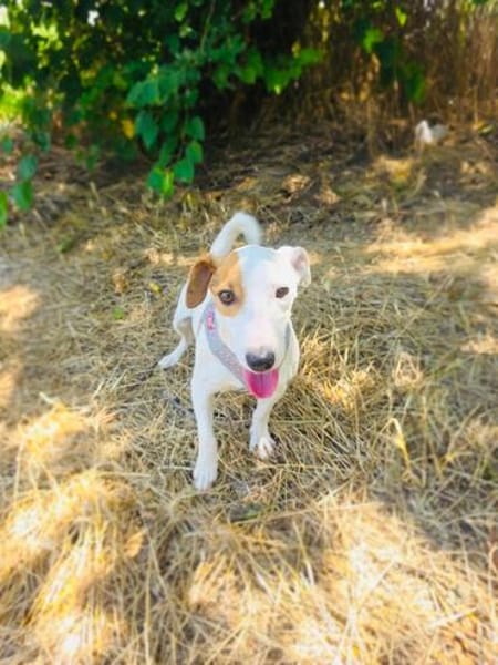 Jack Russel Hündin Shiko super erzogen
