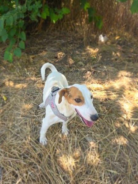 Jack Russel Hündin Shiko super erzogen