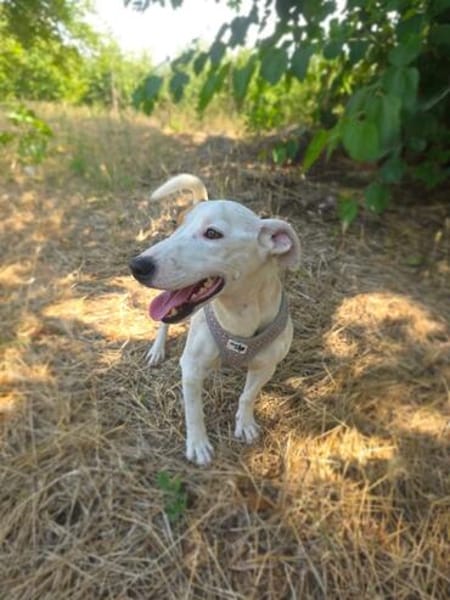 Jack Russel Hündin Shiko super erzogen