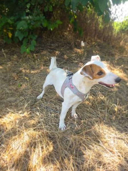 Jack Russel Hündin Shiko super erzogen