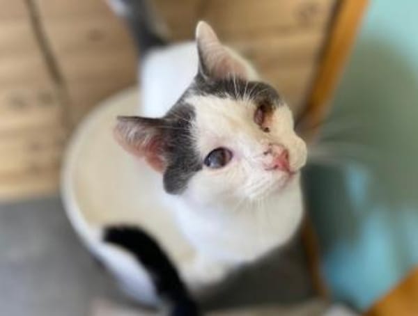 Orpheus, lebensfroher Kuschelkater, 10 Monate