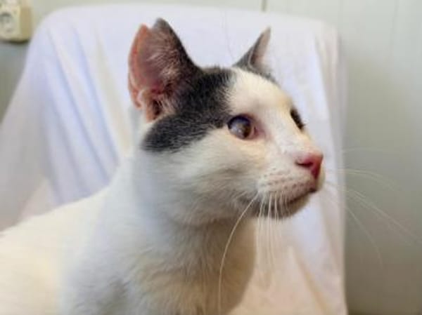 Orpheus, lebensfroher Kuschelkater, 10 Monate