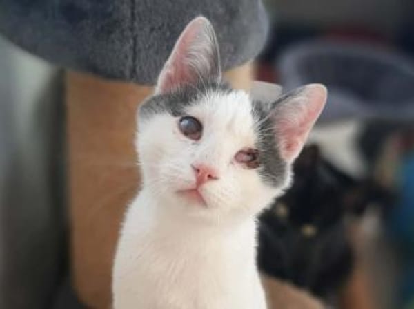 Orpheus, lebensfroher Kuschelkater, 10 Monate