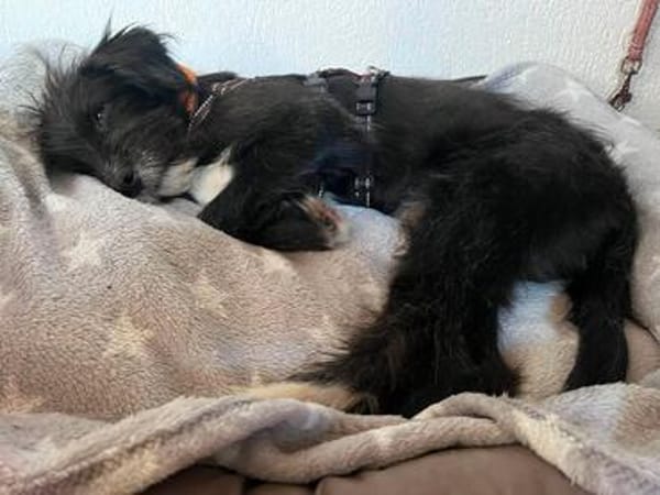 Unkomplizierter Welpe Miro kennt schon Kinder, Katzen Pferde