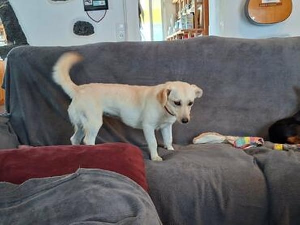 Nelly - super lieb und freundlich