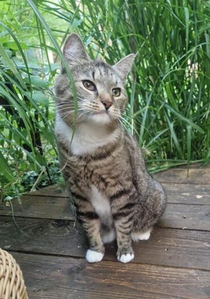 Zuhause gesucht  Eli sucht ein liebevolles Zuhause