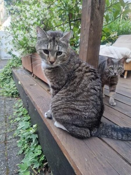 Zuhause gesucht  Eli sucht ein liebevolles Zuhause