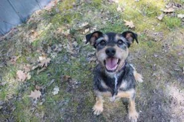 Lupo -Gute Laune Hund-