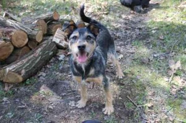 Lupo -Gute Laune Hund-