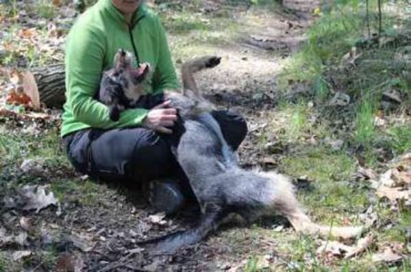 Lupo -Gute Laune Hund-