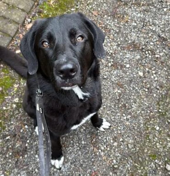 verschmuster und verspielter HUGO