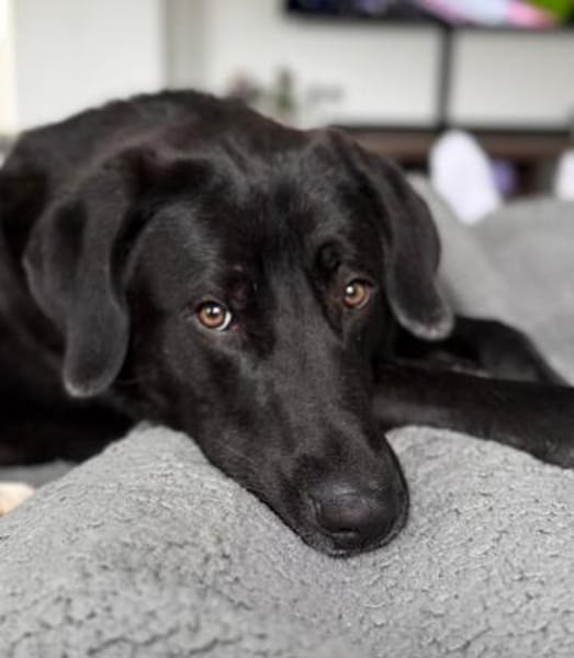 verschmuster und verspielter HUGO