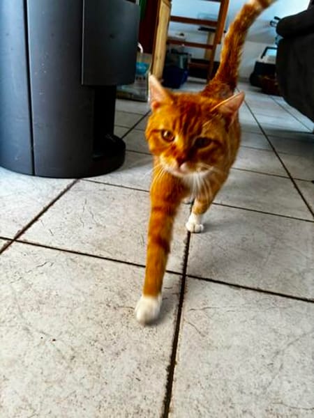 Roter Kater hat seinen Halter verloren