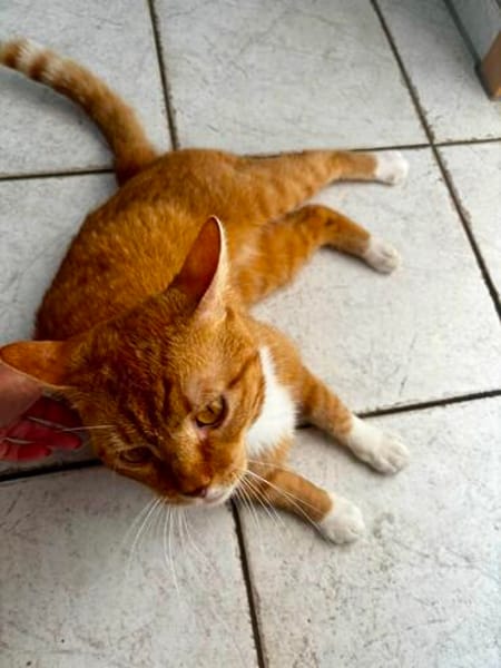 Roter Kater hat seinen Halter verloren