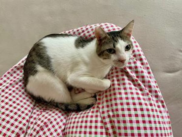 Vasilis, ausgeglichener Schmuser, ca. 3 Jahre