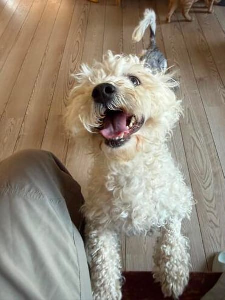 Bob, super freundlicher Bichon-Frisé Mischling