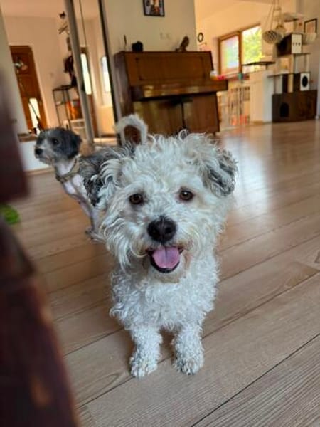 Bob, super freundlicher Bichon-Frisé Mischling